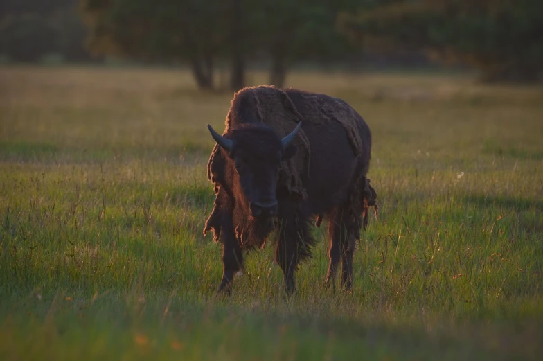 the yak is looking at the camera while standing in the grass