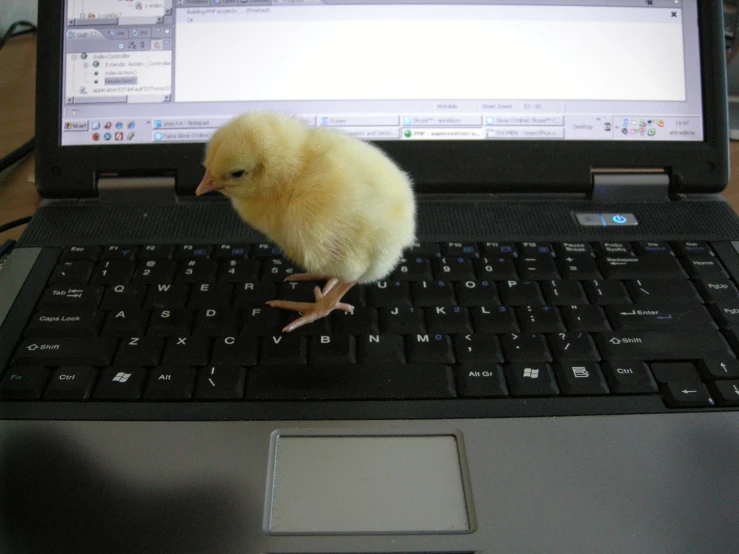 small yellow chick sitting on the keys of a black laptop