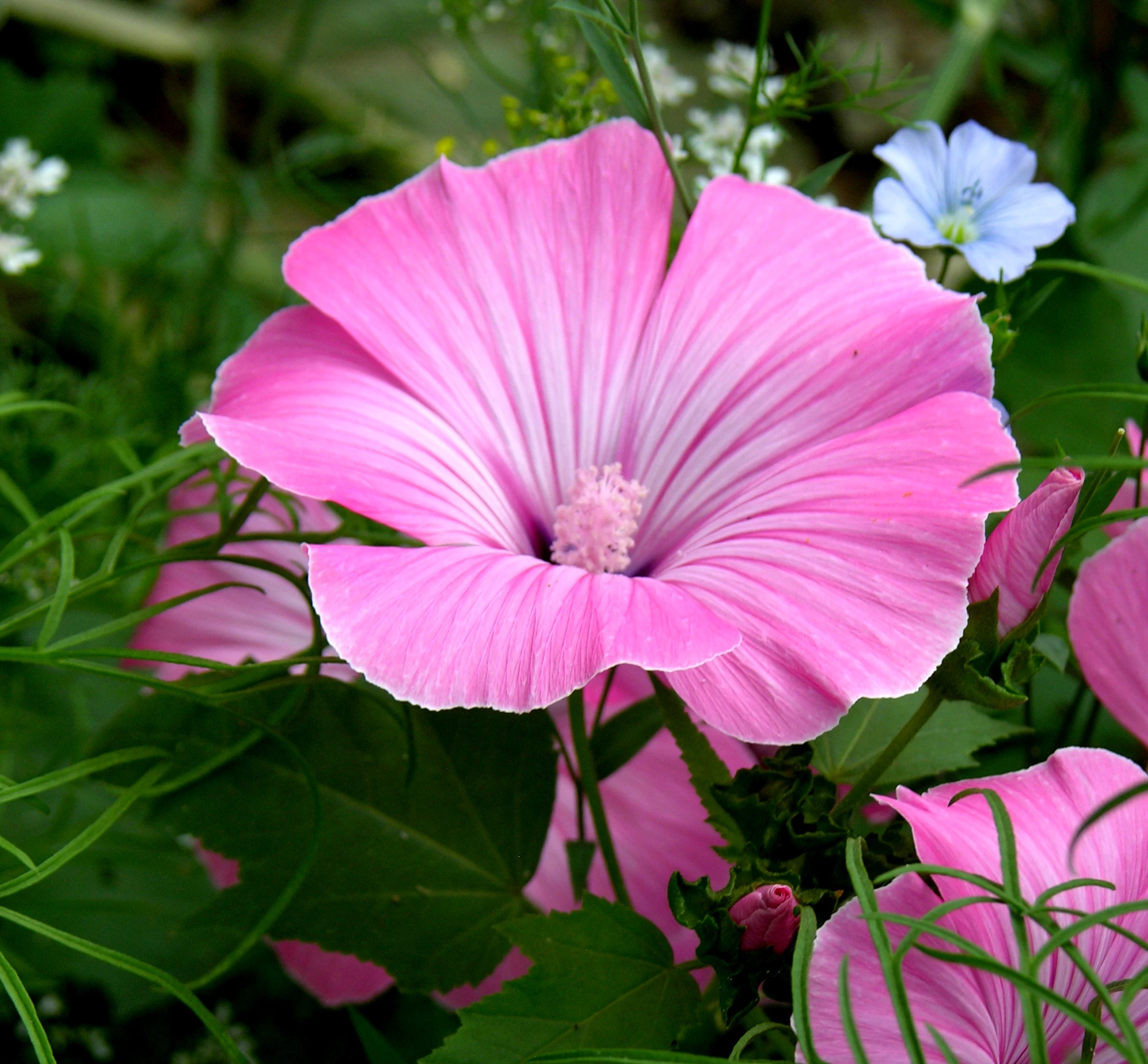 a large pink flower is blooming in some grass