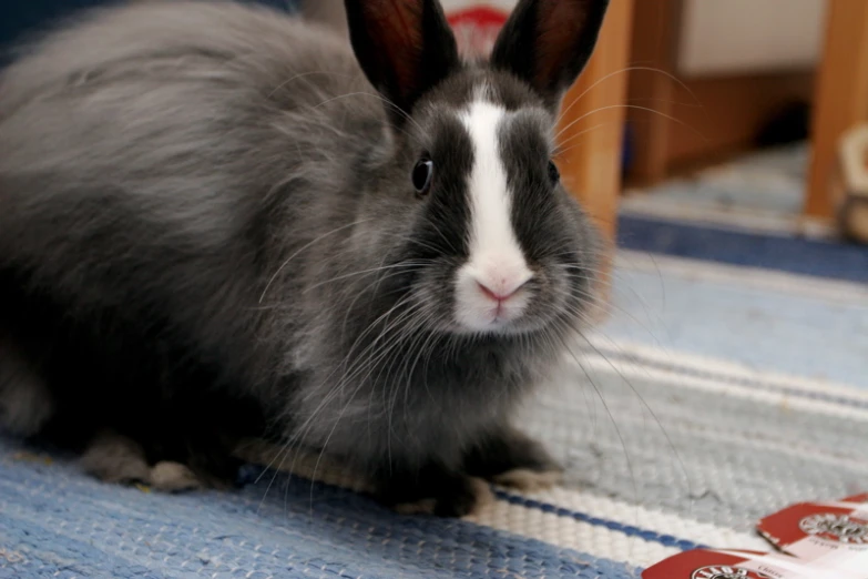 a rabbit that is sitting on the floor