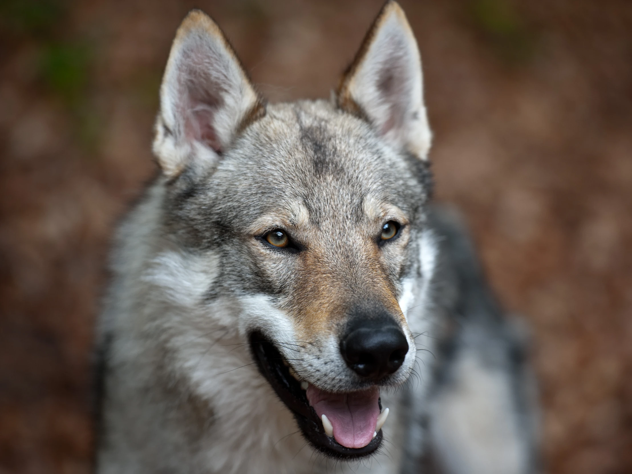 a gray and black dog standing on top of a dirt ground