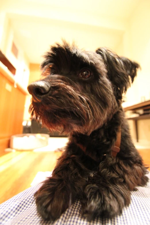 small black dog resting on top of the bed