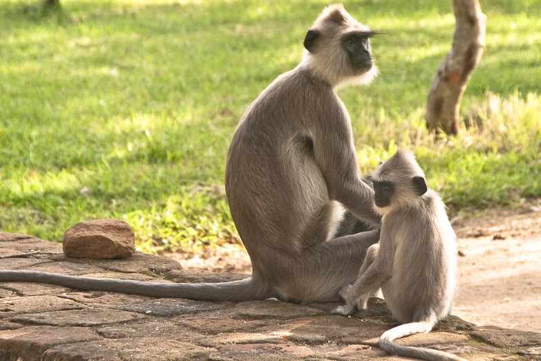 a monkey and another baby sitting together on the ground