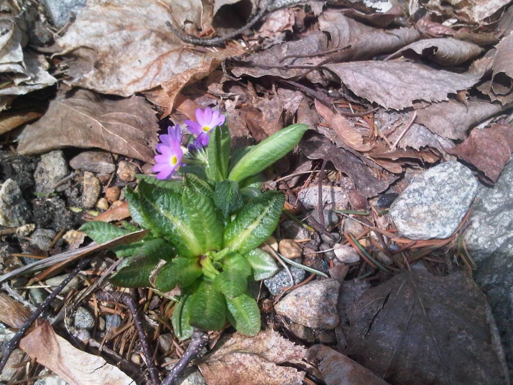 a purple flower in the middle of the leaf strewn ground