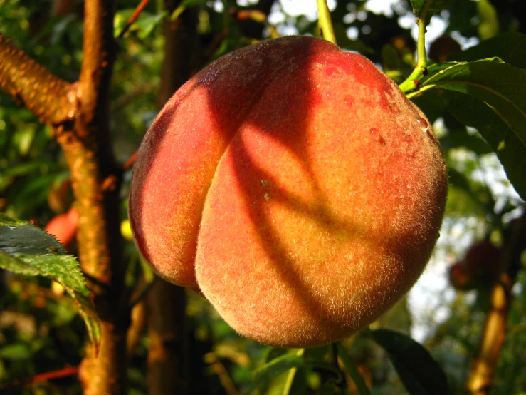 a peach is hanging from the tree and it's fruits are round