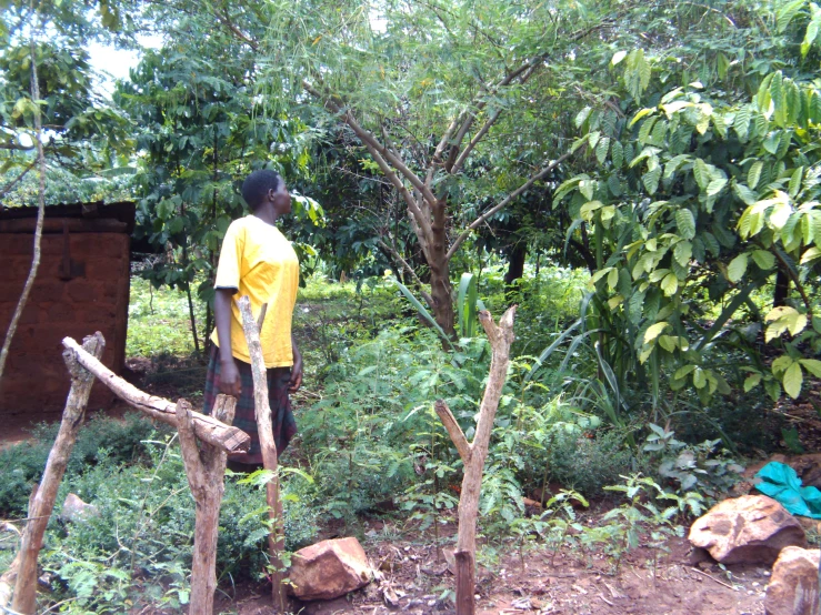 a  standing in a wooded area