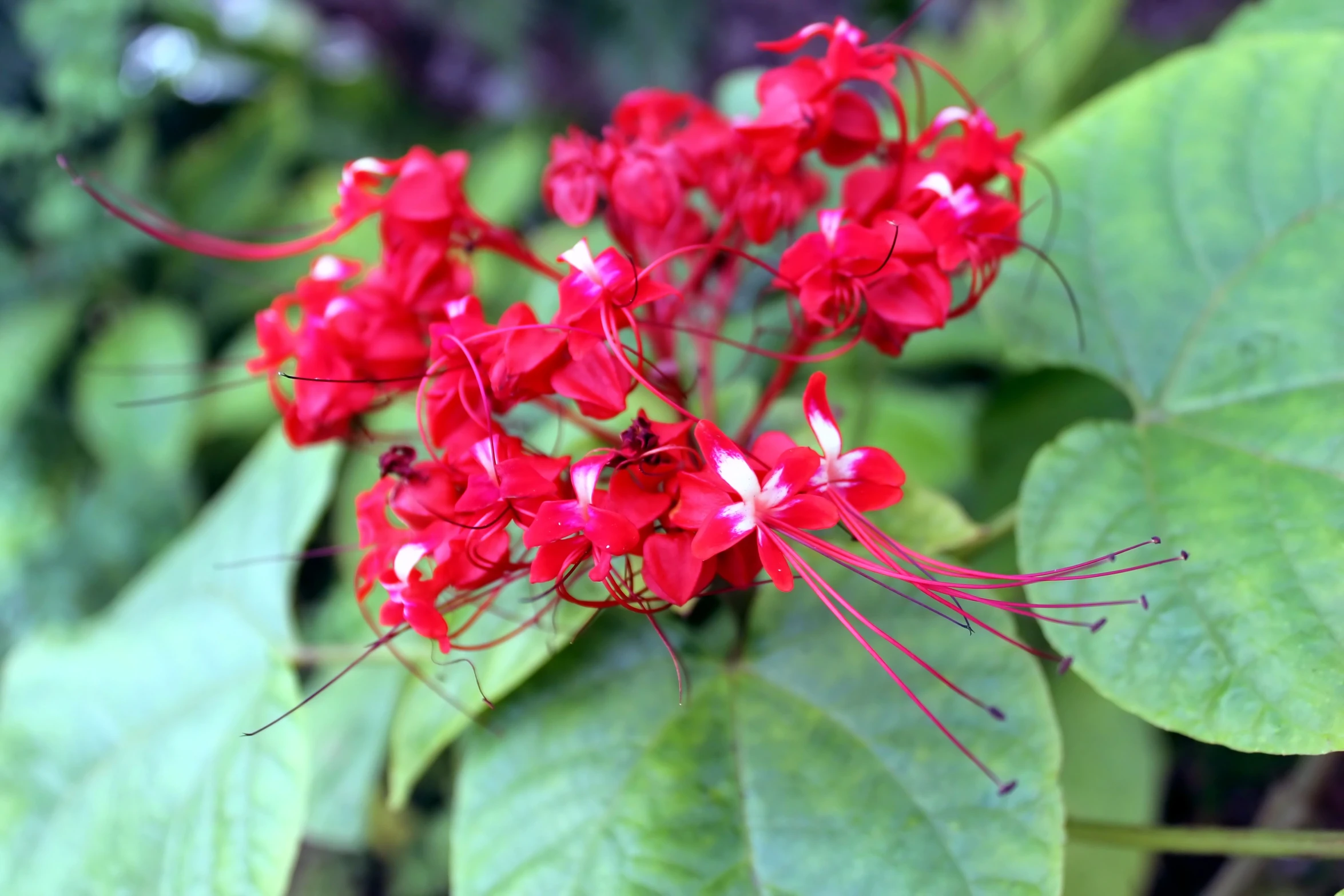 a close up image of a bunch of flowers