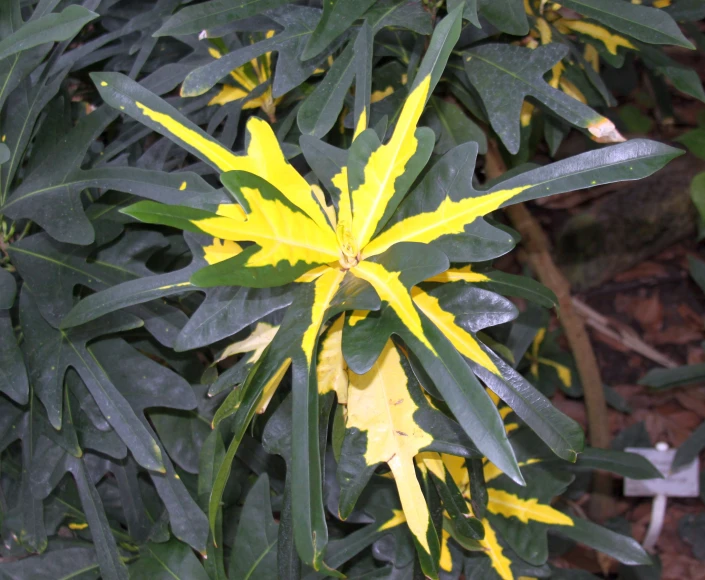 a yellow flower with green leaves in the background