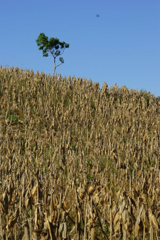 an image of a grassy field full of corn