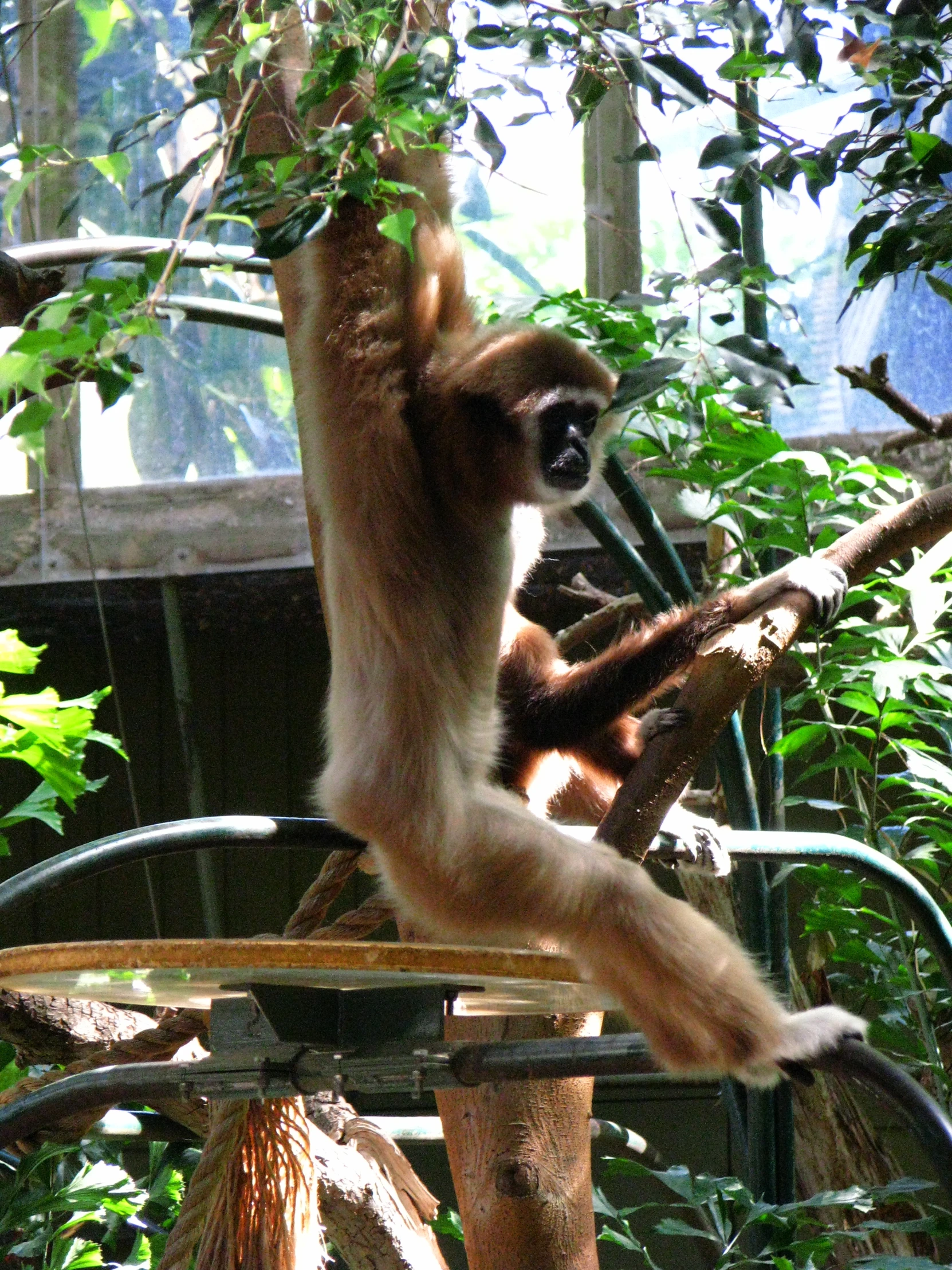 a monkey climbing up onto a nch on its back