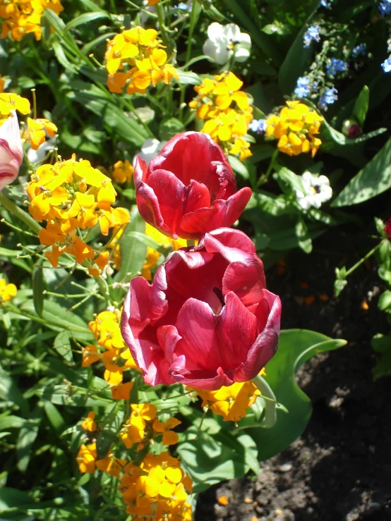 a bunch of flowers that are by some dirt