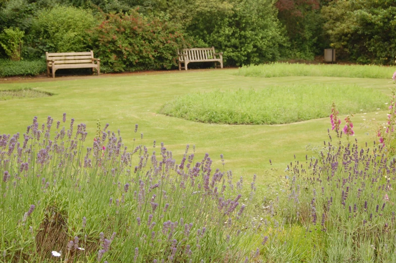 a field full of grass and purple flowers