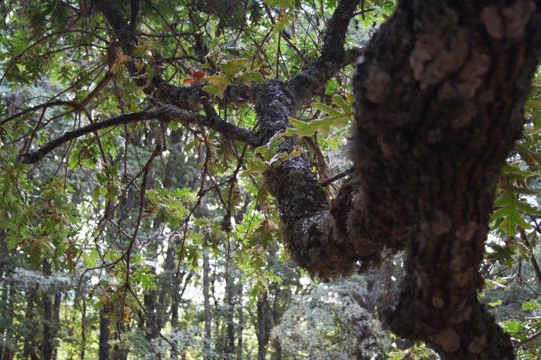 a group of animals hanging from nches in the middle of a forest