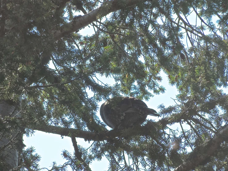 a cat up in a tree limb looking for some food