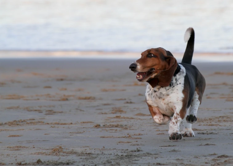 dog running on beach with open mouth towards the camera