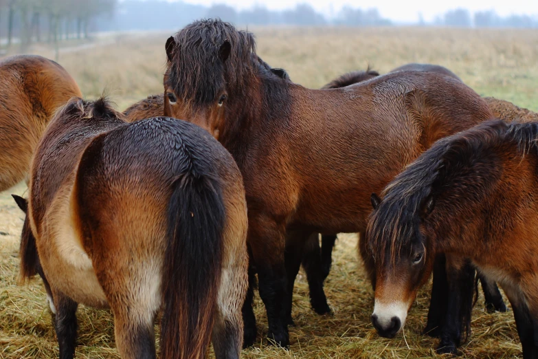 horses eat hay on the field, surrounded by dry grass