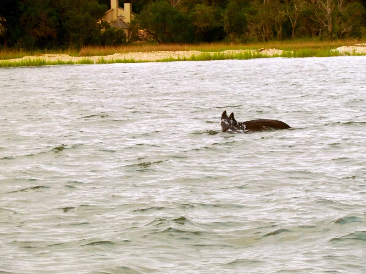 a dog swimming on top of a large body of water