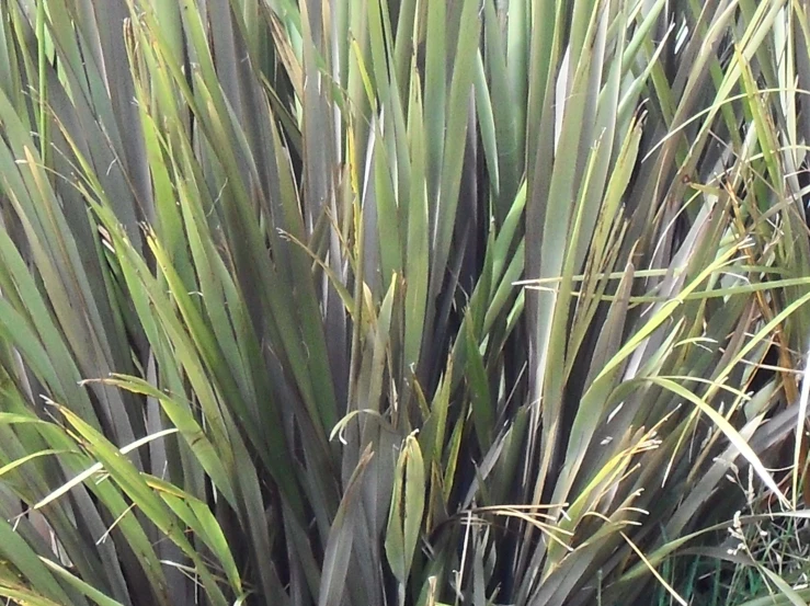 large grass and shrubbery in blooming area