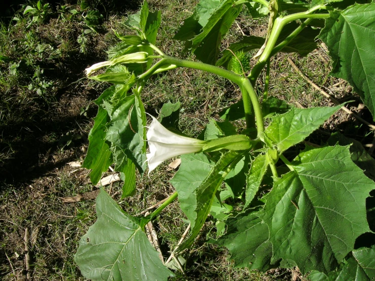 there is a white flower and green leaves in the grass