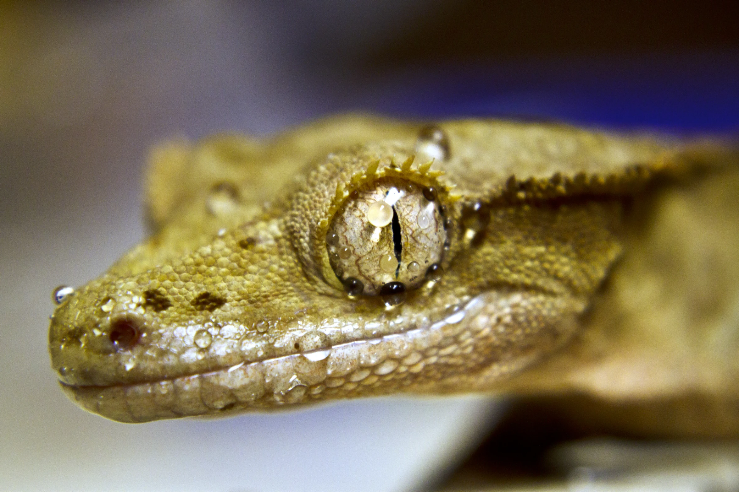 the head and neck of a large brown lizard