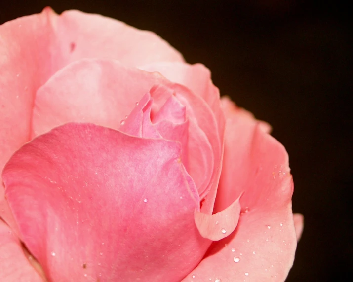 an image of the pink rose with droplets of water on it