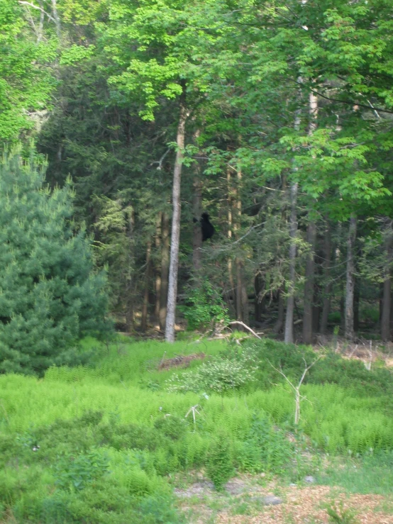 an area of grass with a bear in the trees