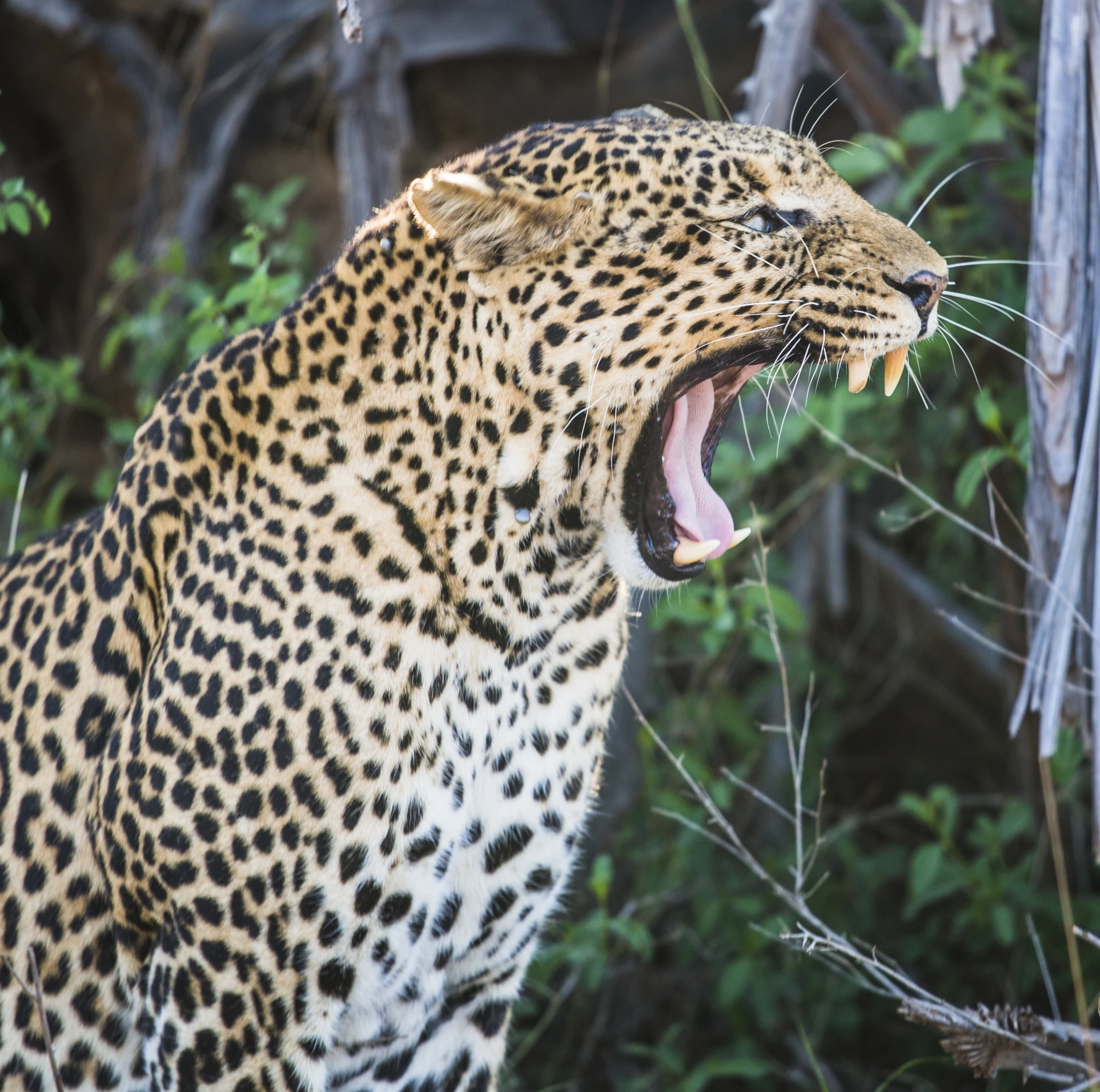 an animal is snarling its teeth while standing in the brush