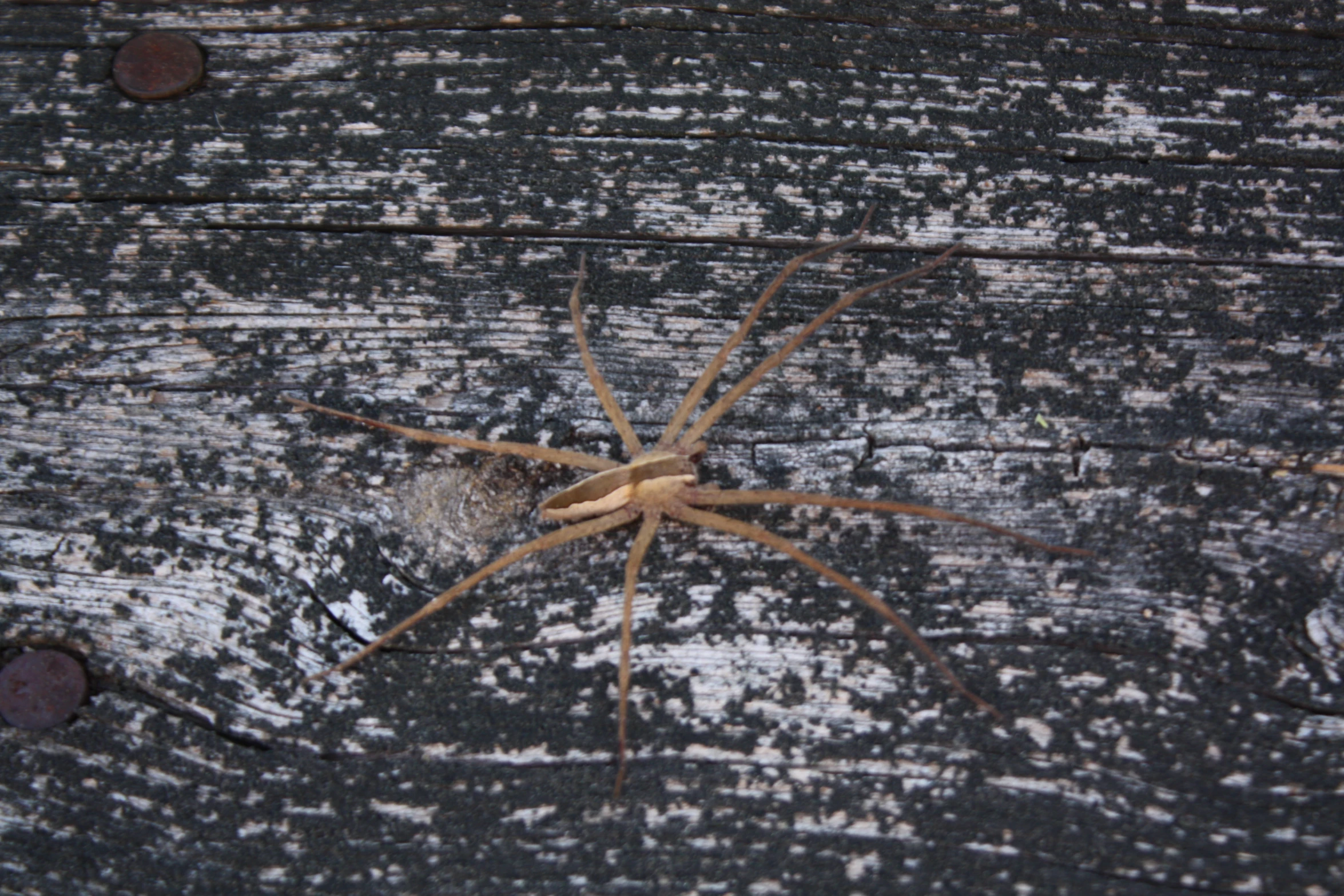 a large brown spider on top of a wooden wall