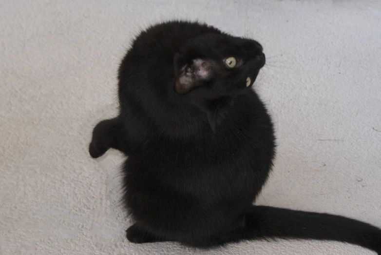 a black cat with yellow eyes sitting on a carpet