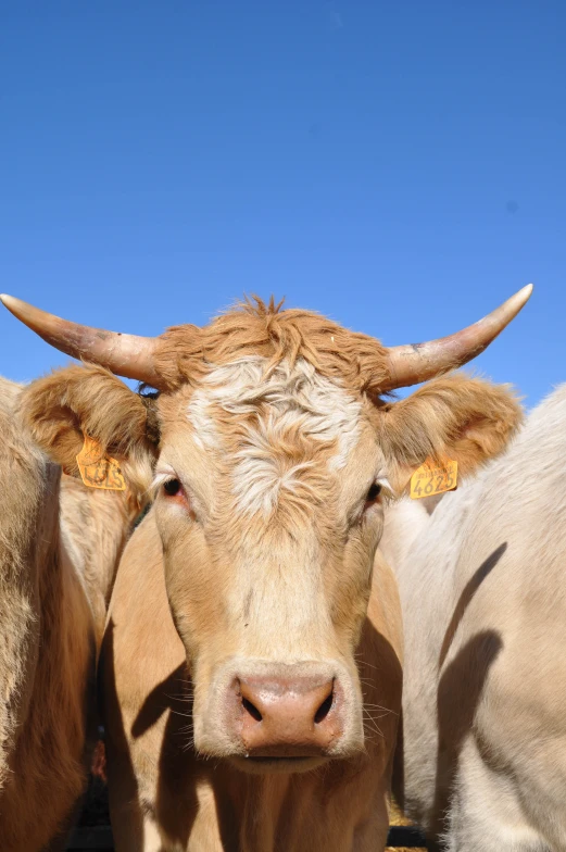 two white cows standing next to each other