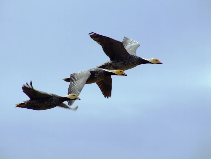 two ducks are flying in the clear blue sky