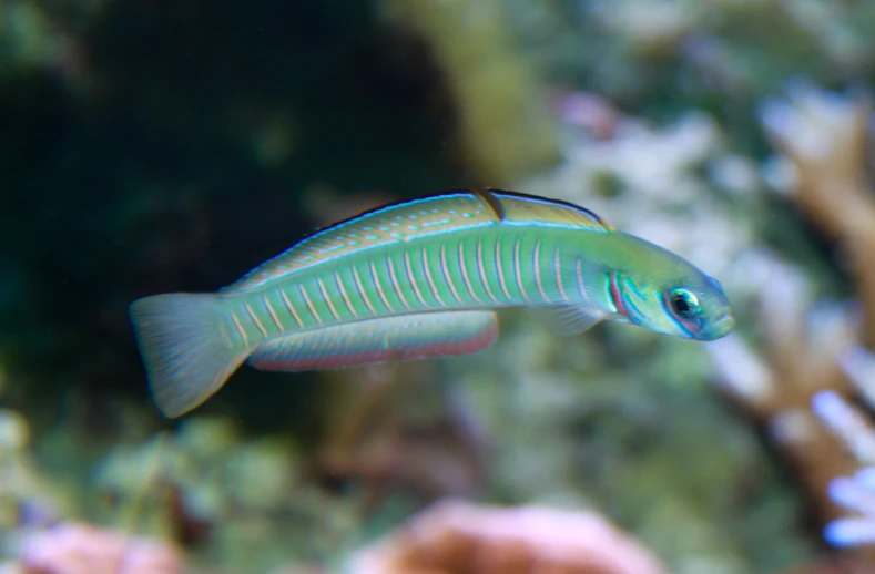 a bright green fish sitting in front of a coral