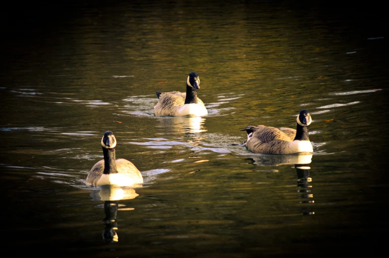 three geese in the middle of water on a sunny day