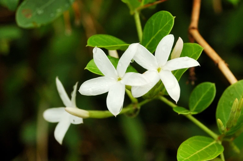 a bunch of white flowers sitting next to green leaves