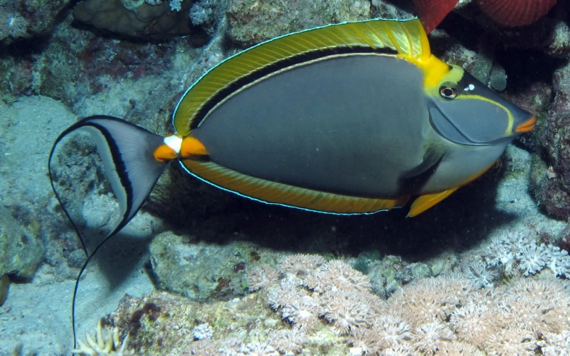 a close - up of a fish with an yellow border on it's head