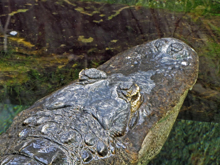 there is a large alligator in the water