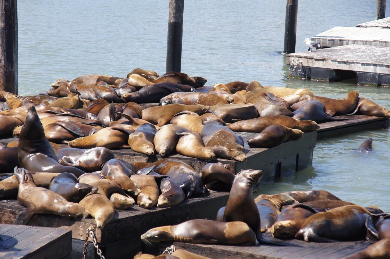 a flock of sea lions resting on boards next to the water