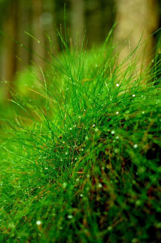 a plant with small water drops on it