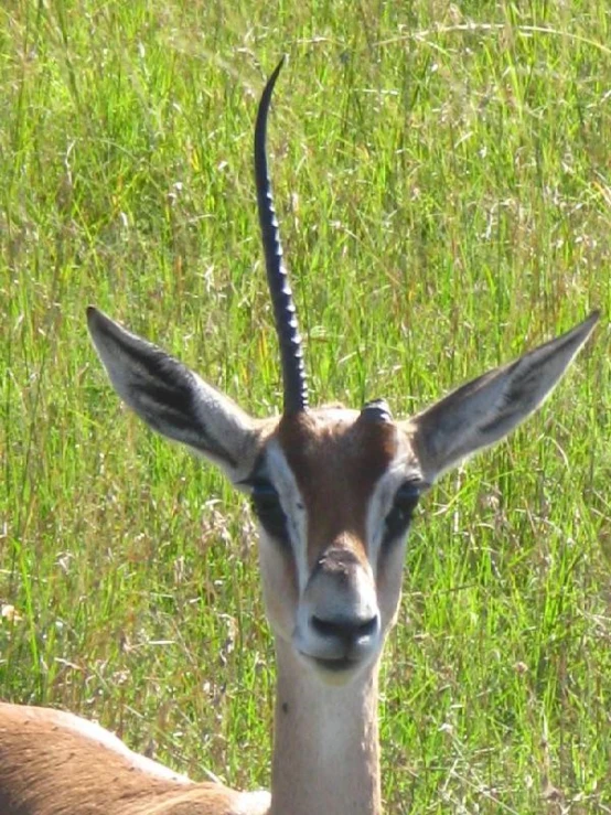 a small gazelle in a field with grass