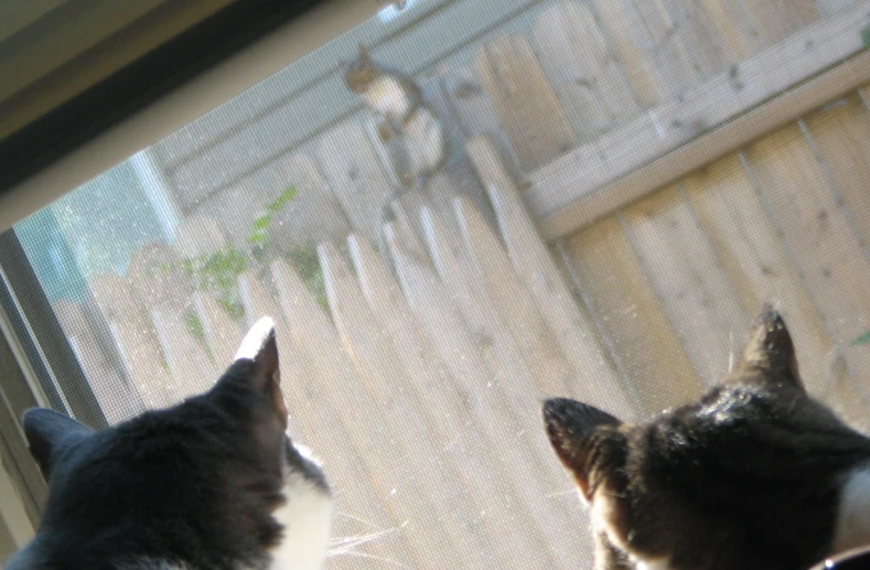 two cats looking out a screen window on a sunny day