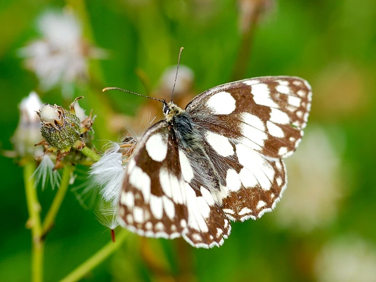 a large white erfly is perched on a small white flower