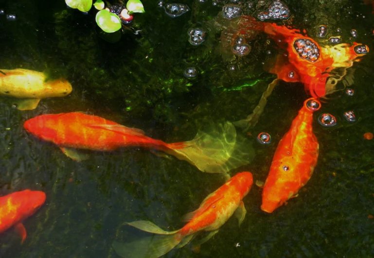 a bunch of fish are swimming around together