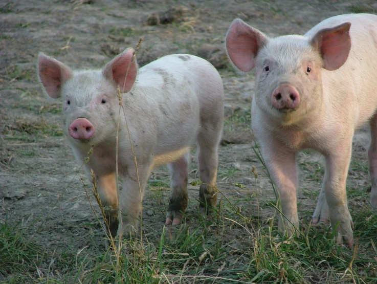 two pigs are walking in the grass outside