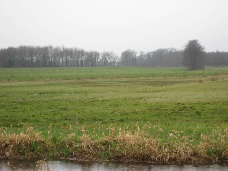 a field with lots of grass and water