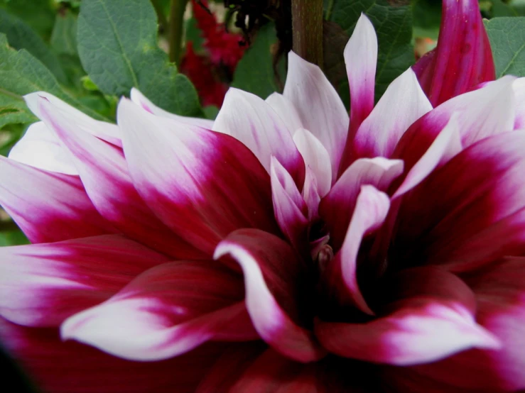 closeup view of a red and white flower with leaves