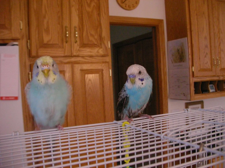 two birds are standing in a cage on top of the counter