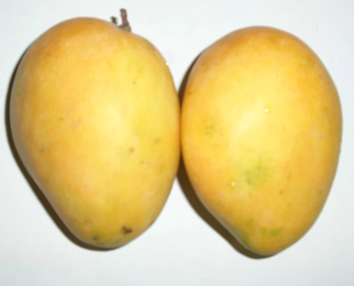 two yellow mangos with one being bigger than the other