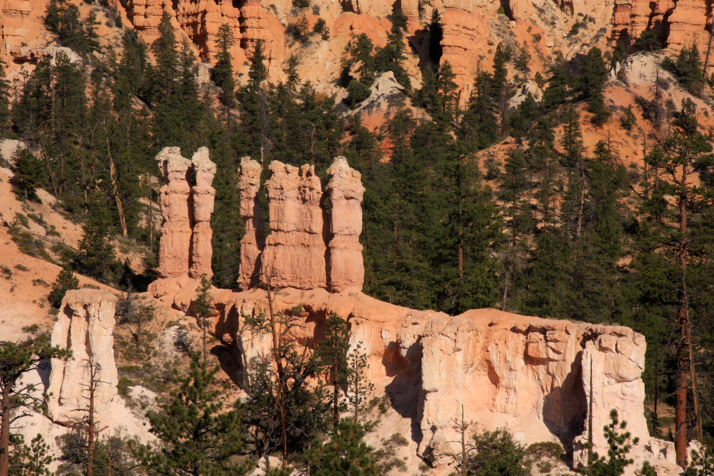 trees are growing near the edge of a formation of tall rock formations