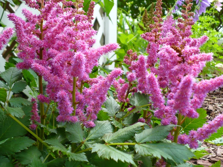 the blooming plant looks like pink flowers