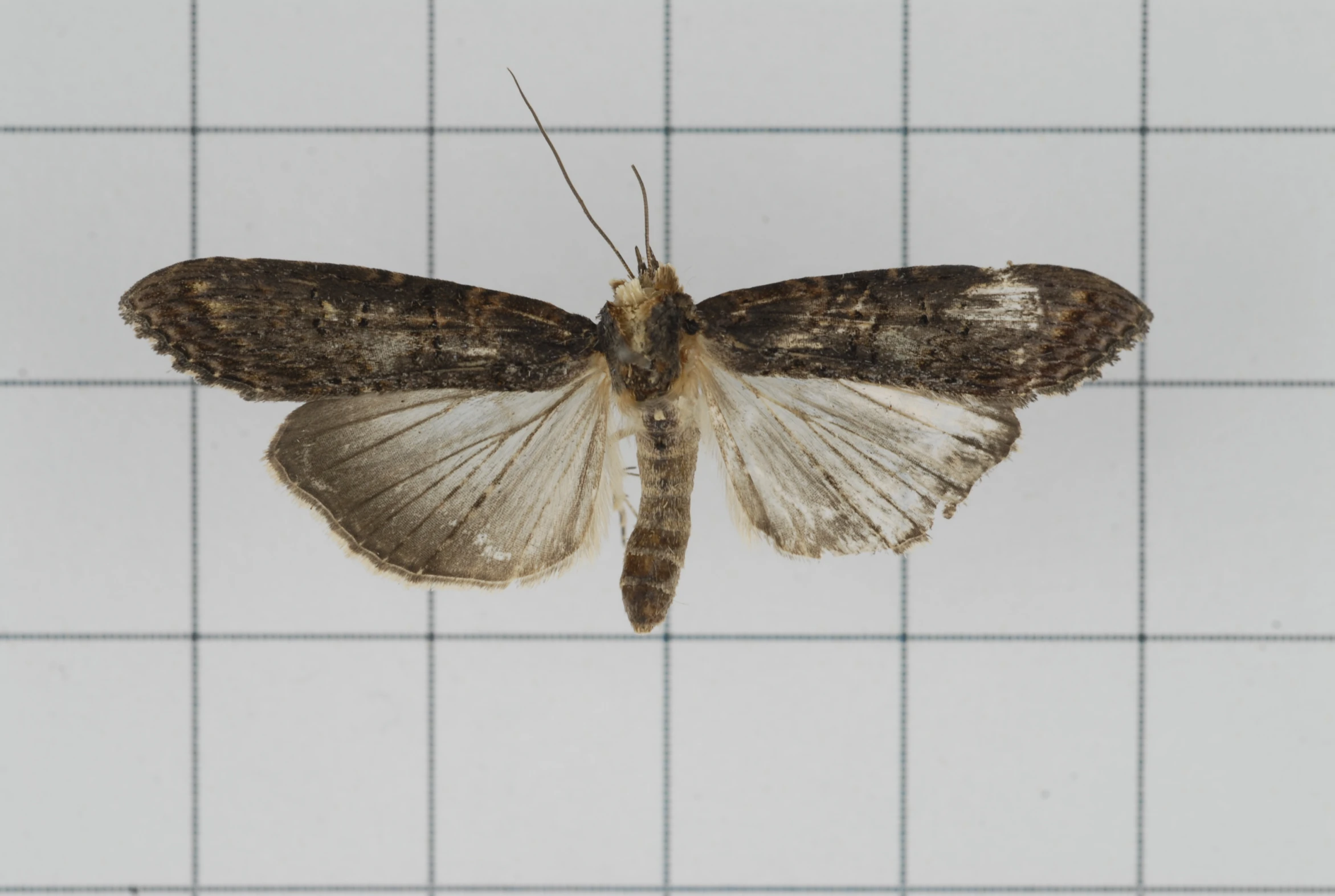 a brown and white insect is laying on a white tile wall